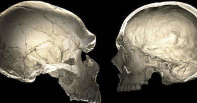 Gehirnevolution: Neandertaler Gene geben Aufschluss