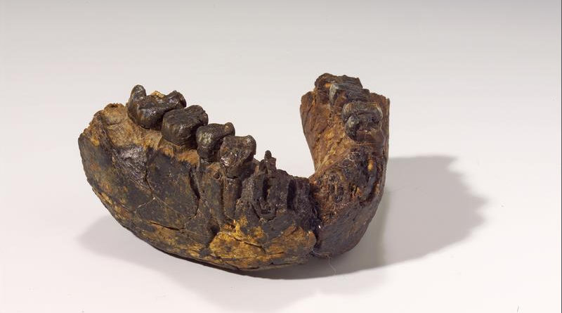 Urmenschen Unterkiefer eines 2,4 Millionen Jahre alten Homo rudolfensis, Fundstätte Uraha nahe des Malawisee - Copyright: Hessisches Landesmuseum