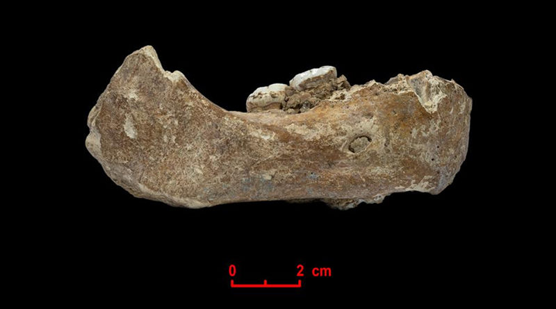 Denisovaner Der Xiahe-Unterkiefer, von dem nur die rechte Hälfte erhalten ist, wurde 1980 in der Baishiya Karst Höhle gefunden. - Bild: © Dongju Zhang, Lanzhou University