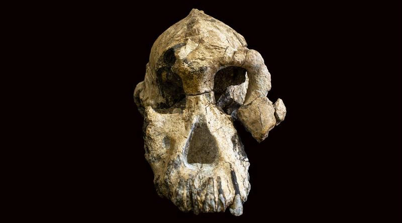 Älteste bekannte Australopithecus-Art hat jetzt ein Gesicht