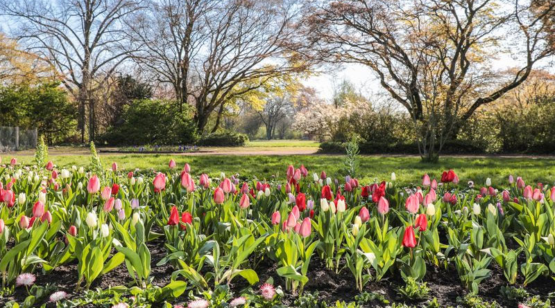220.000 Frühlingsblüher in den Grünanlagen von Düsseldorf