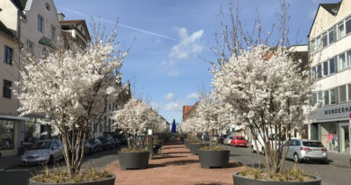 Pilotprojekt mit Kirschbäumen auf dem Kaiserswerther Markt
